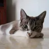 pilarmoyca