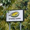 d.kingfarm