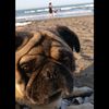 frankyelpug