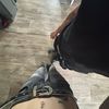 masynbustle6