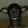 docinhuu_