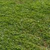 grasssasss