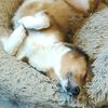 corgmomma