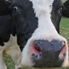 qqqqqqggu