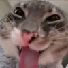 tonhaaaaoo