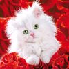 antonymore24