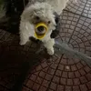 deptraisomott