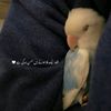 oliva_424