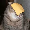 cheesycat1