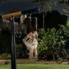 jjboogiede3de