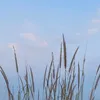 zppr15