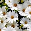 suzanadham59