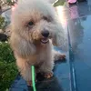 phamngocty4