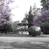 peaf1973