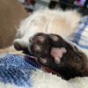 doggiemom55
