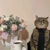 taqilacat
