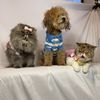 life2catsandadog
