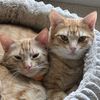 orange.tabby.twins