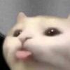 meeowwwwwww282
