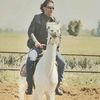 ahmed.mohieldine