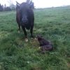 thumbdairyman