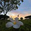 angkanayui26