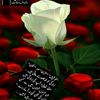 user4706179788619