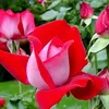 user4121309881674