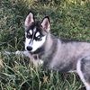 lunatheminiaturehusky