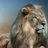lion11917