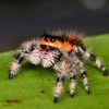 spidersrcut3