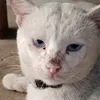 sotto_affiliate