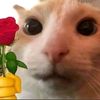 luis_pro003