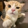 kucingbesar7__