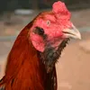 na_udom