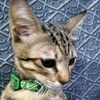 dewianisazrai