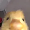 zzkiyaptri_