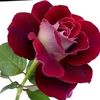 agyad22