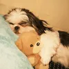 luna_pochii