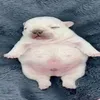 cattwooy