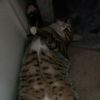 thisguyscat