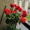 borianapateva