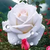 mgeujfrhj