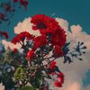 lovena_002