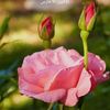 ageflower475