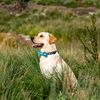 the_little_lab_marley