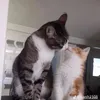 chbicyeu