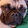 genghis_dong13