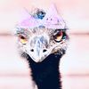 disgruntled_emu