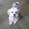 muddypuppy62